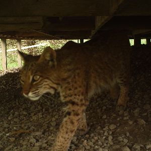 Nature Notes Episode 4: Bobcats