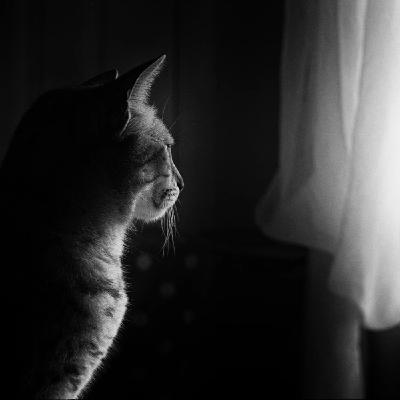 "Un gato en un piso vacío", de Wislawa Szymborska