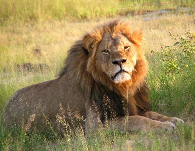 Cecil The Lion: Trophy Kill