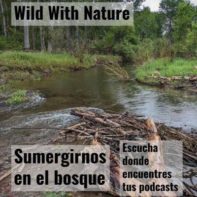 Sumergirnos en el bosque: observando la anidación de los picamaderos norteamericanos