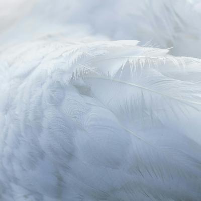 Soft Noise: 8-Hour Serene Ambient Sound for Relaxation, Studying & Sleep
