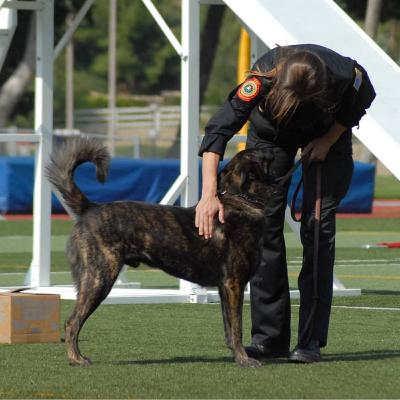 Welcome to K9 Top Tales! Welcome to K9 Top Tales!