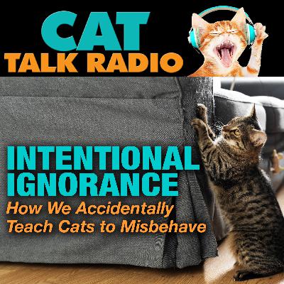 Intentional Ignorance: How We Accidentally Teach Cats to Misbehave