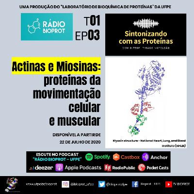 SINTONIZANDO COM AS PROTEÍNAS - Actinas e miosinas: proteínas da movimentação celular e muscular SINTONIZANDO COM AS PROTEÍNAS - Actinas e miosinas: proteínas da movimentação celular e muscular