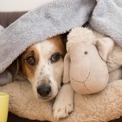 Récompenser et punir: une limite étroite