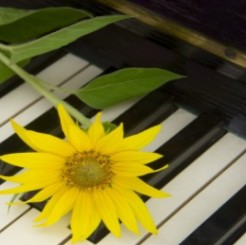 O Piano - Musical & Instrumental