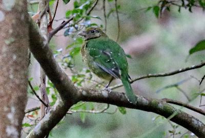 Rainforest Terrors – The Catbirds
