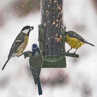 Wildlife Matters Guide to: Caring for your Garden Wildlife this winter