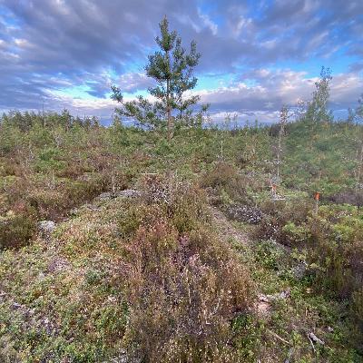 Tallföryngring och värdet av att träffas på skogliga exkursioner.
