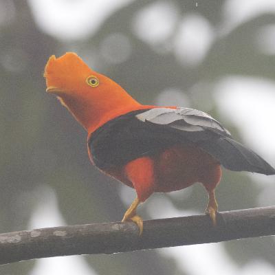 S6E13: Ken in Ecuador - Part 1 S6E13: Ken in Ecuador - Part 1