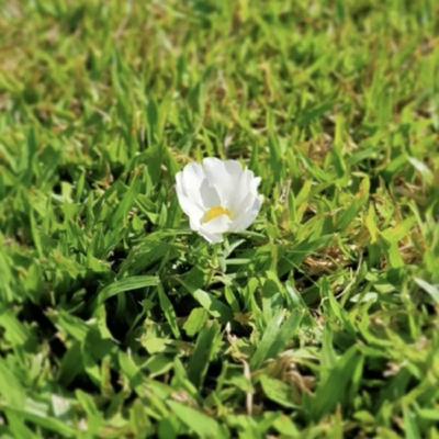 生日之歌(第二樂章) 生日之歌(第二樂章)