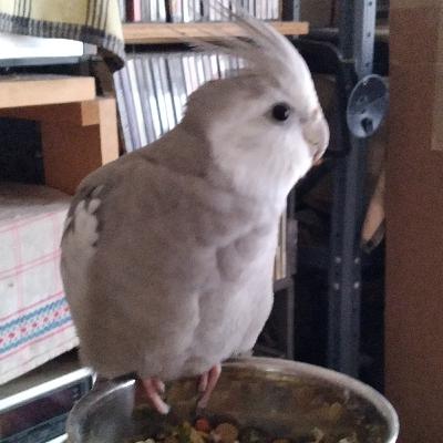 Zoos, and Exotic pets, How it can be successful and why it is not always a good idea.