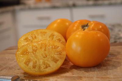2024 Tomato Winners (and losers)