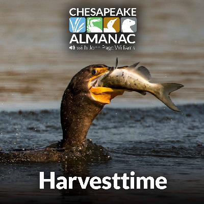 October: Harvesttime