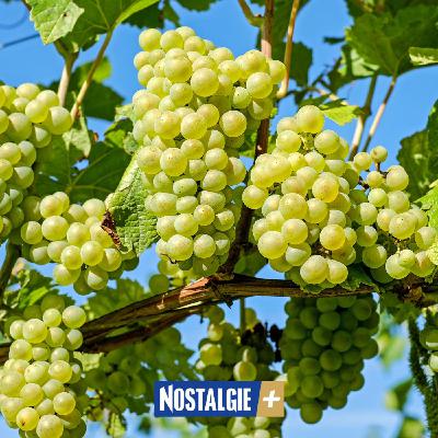 L'Ugni Blanc : cépage roi du Cognac et de l'Armagnac