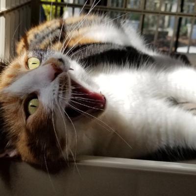Managing Your Kitty’s Inner Tiger