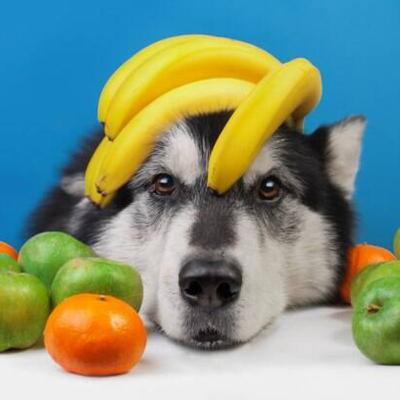 Frutas para pets