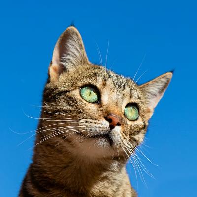 Ep. 459: The Cat Is Dead, But Verticals Are Alive!