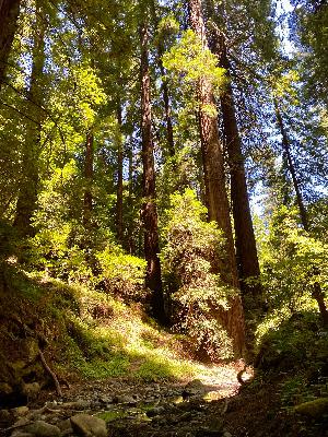 Surrendering In The Wilderness