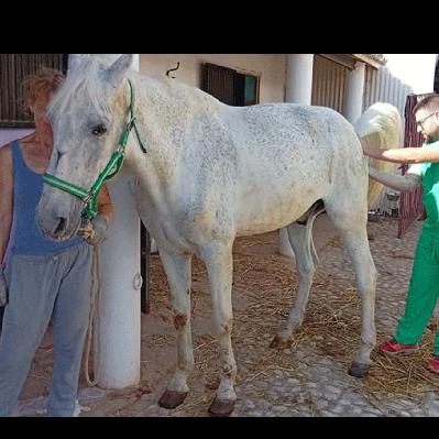 Entrevista Signe Froslee. Santuario de caballos "A better life 4 horses"