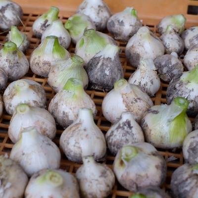 第80回 ゲストと語る@ひめのこファーム ワタナベカズヤくん 第80回 ゲストと語る@ひめのこファーム ワタナベカズヤくん