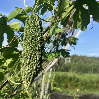 #61 秋冬野菜の準備と夏野菜の反省の話