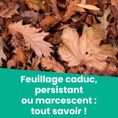 Feuillage caduc, persistant et marcescent : on vous explique tout