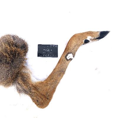 Ep. 265 : The Legs of the White-tailed Deer