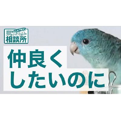インコと旦那が仲良くなるコツについて【鳥のお悩み相談所】