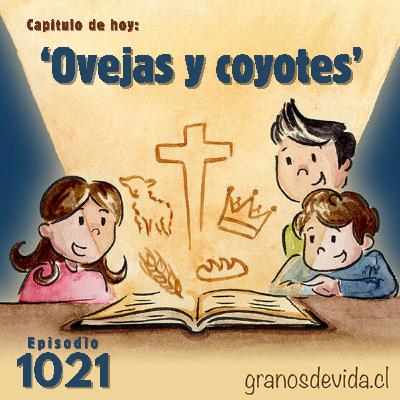#1021 Ovejas y coyotes