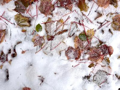 The first snow