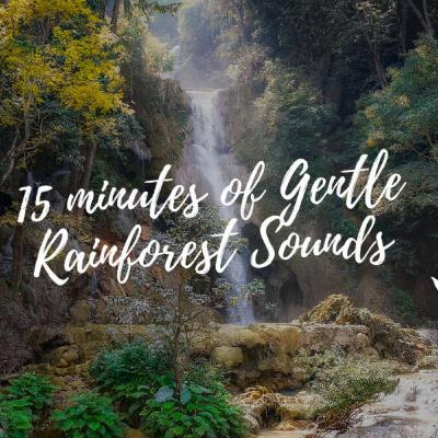 Natural Peaceful Rain Forest and Animal Sounds for Relaxing Sleep