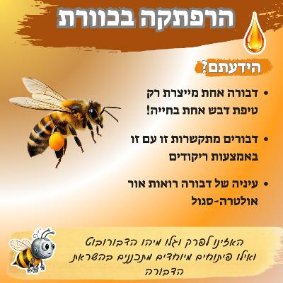 הרפתקה בכוורת