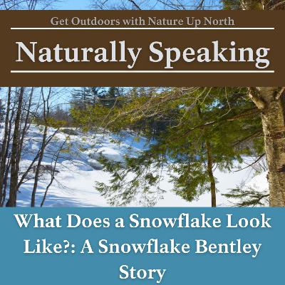 A Snowflake Bentley Story