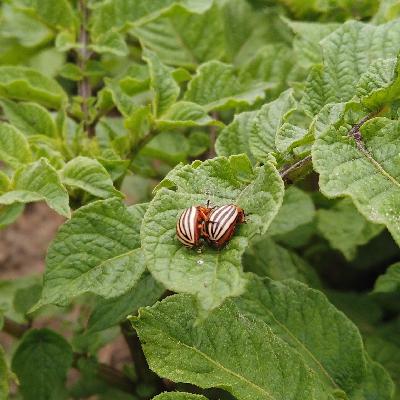 Der Kartoffelkäfer Der Kartoffelkäfer