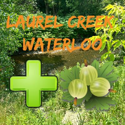 Laurel Creek, Waterloo area and Gooseberries Laurel Creek, Waterloo area and Gooseberries