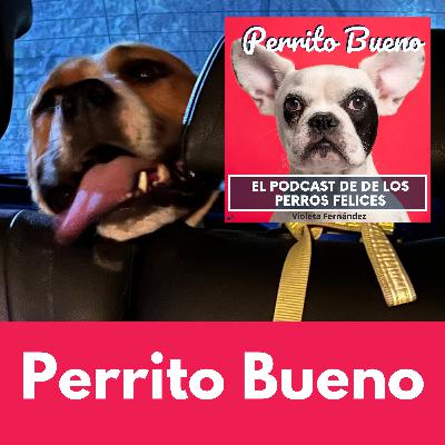 Por qué no deberías darle pienso a tu perro. Alimentación para perros felices