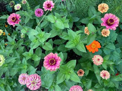 Episode 16: Garden time