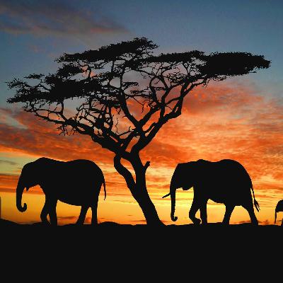 Elephant Song By Indika Chamara