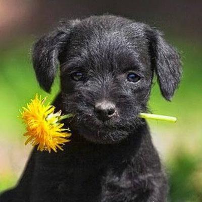 Flores de Bach #2 Parte 1