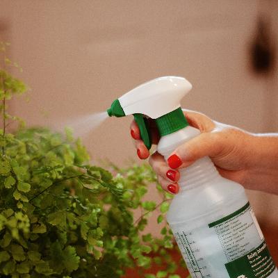 How to Keep Your Houseplants Alive! How to Keep Your Houseplants Alive!