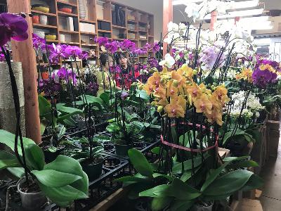 Nouvelles fréquences, fleurs voyageuses, démocratisation, don du sang et bonheur ! Nouvelles fréquences, fleurs voyageuses, démocratisation, don du sang et bonheur !