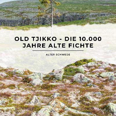 Alter Schwede: Old Tjikko - die 10.000 Jahre alte Fichte