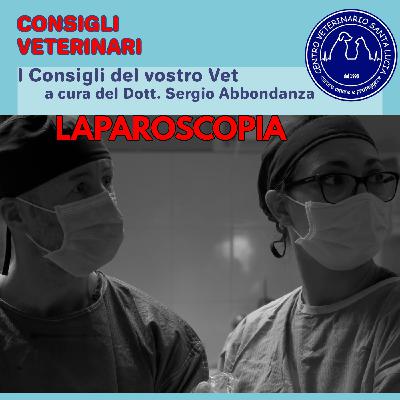 22 Laparoscopia in veterinaria, 7 motivi per scegliere una grande innovazione in chirurgia veterinaria