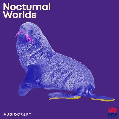 Soundscape - New Zealand Fur Seal
