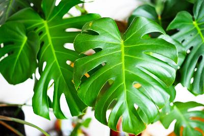 How to care for large houseplants, from lighting to the proper container
