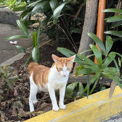 Sự kiện bàn luận - Cấm buôn bán thịt chó, mèo và động vật hoang dã - nỗ lực đón đầu cải cách luật pháp của Indonesia