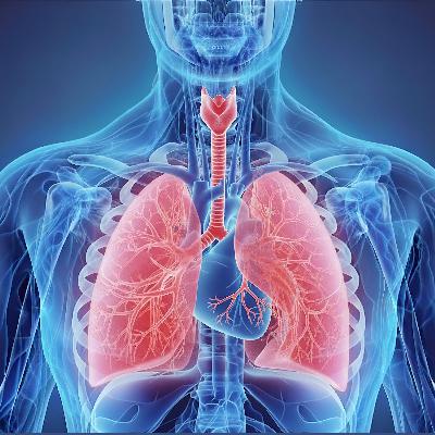 12 Respiratory System