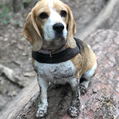 Sommerhitze im Grunewald