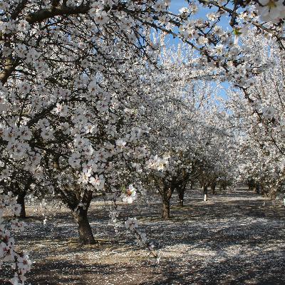 53 Janaki Jagannath on an ecological approach to environmental justice in the San Joaquin Valley